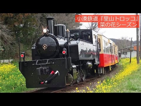 【菜の花】'16年3月 小湊鉄道『里山トロッコ』走行シーン