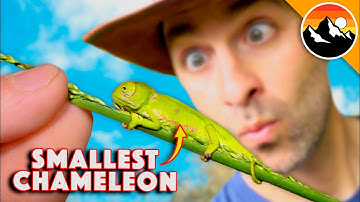How Big is the TINIEST Chameleon?!
