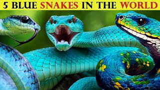Blue Wonders Meet 5 Vibrant Blue Snake Species Around The World