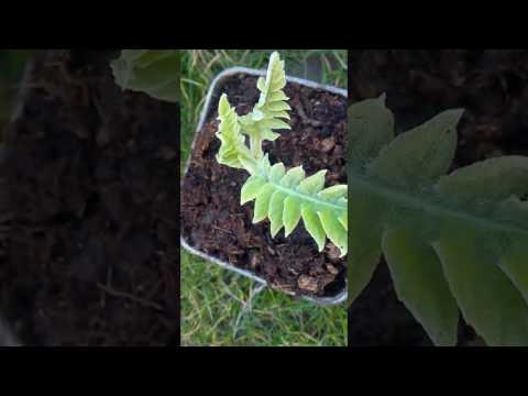 Video: Cártamo Leuzea O Raíz De Maral (Rhaponticum Carthamoides) - Una Valiosa Planta Medicinal