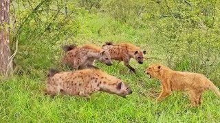 Lion Cub Surrounded by Gang of Hyenas Calls Mom for Backup | ZooQuest Unleashed