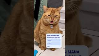 ganteng mana? #trending #viral #youtube #cat #kucing #cute #kucinglucu #funny #imut #cats #pets #fyp