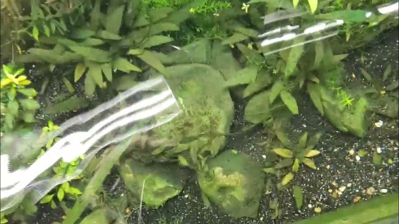 green slime algae in the pond. YouTube