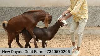 Goat mating, poverful sirohi male and gujari female