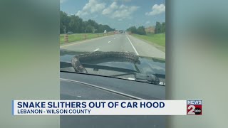 WATCH: Snake slithers out of car hood in Tennessee