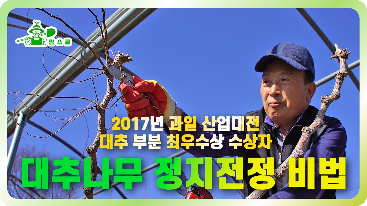 과일 산업대전 최우수상을 받은 대추 명인의 대추나무 정지전정 비법ㅣ대추나무 관리법