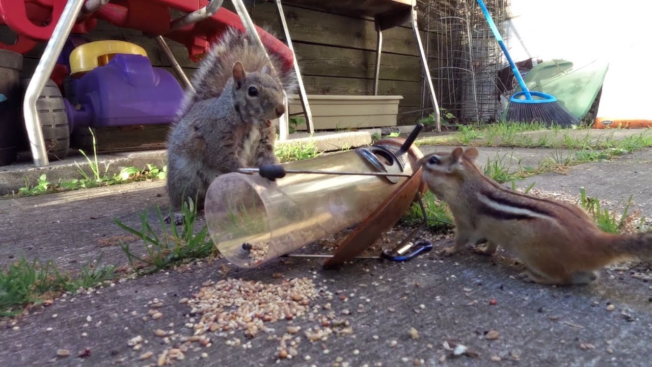cute chipmunk at the bird feeder youtube cute chipmunk at the bird feeder youtube