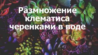 Размножение клематиса черенками в воде Размножение клематиса черенками в воде