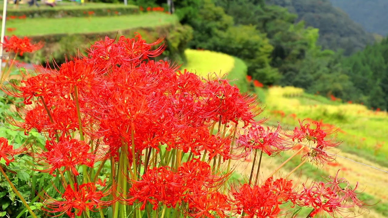 福岡県うきは市 棚田百選つづら棚田 彼岸花 Youtube 福岡県うきは市 棚田百選つづら棚田 彼岸花 Youtube