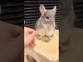 🐹🎻 #chinchilla #チンチラ