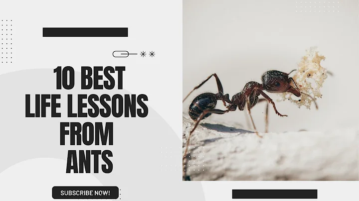 10 Best Life Lesson from Ants II Ants, their Characteristics and their lessons