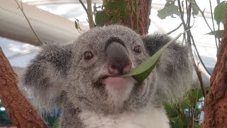 Keeper Interview: Behind the Scenes of a Koala Introduction - Los