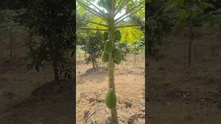 Pepaya pendek #musician #music #fruit #dj