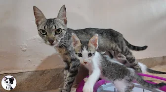 Heartbreaking! 1.9kg Mom Cat Rejects Her Babies to Help Them Grow