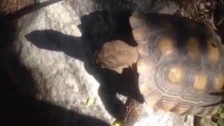 Cute Hungry Tortoise Eating