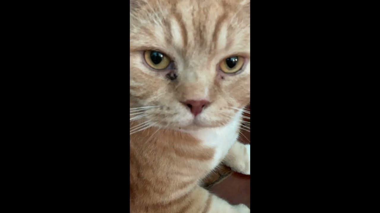 cat eye boogers YouTube