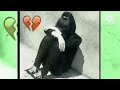 متذلني حبيبي جروح بيدي الجمهن جروحي mp3