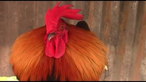 2 tug qaib dib qua zoo thiab cuab tuaj zoo tshaj plaws 2019