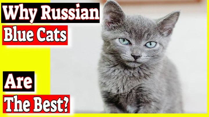 Why Russian blue cats are the best? Do Russian blue cats have green eyes? - DayDayNews