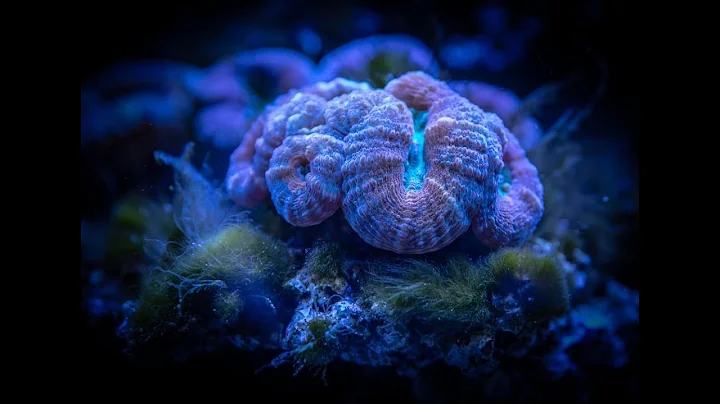 15 Amazing Things Seen Under a Microscope That Will Blow Your Mind!