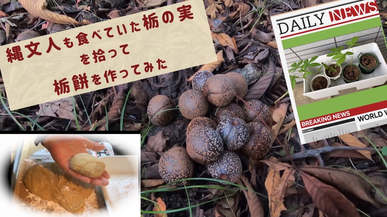 縄文人も食べていた栃の実を採取、皮剥き、アク抜き、加工してみました 栃餅 - YouTube