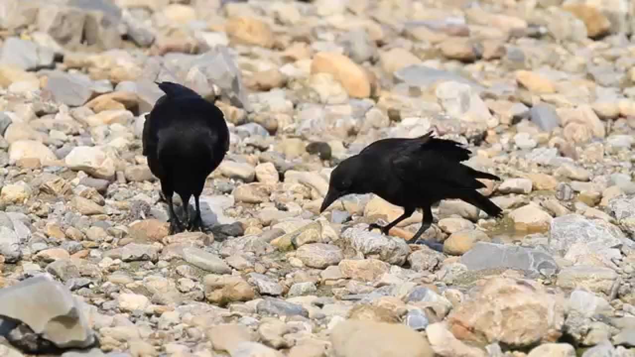 ミドリガメの子供を食べるカラスの親子 Youtube