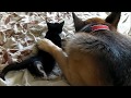 German Shepherd falls in love with Kitten