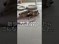 🥲柴犬を散歩に誘った時の反応が切ない