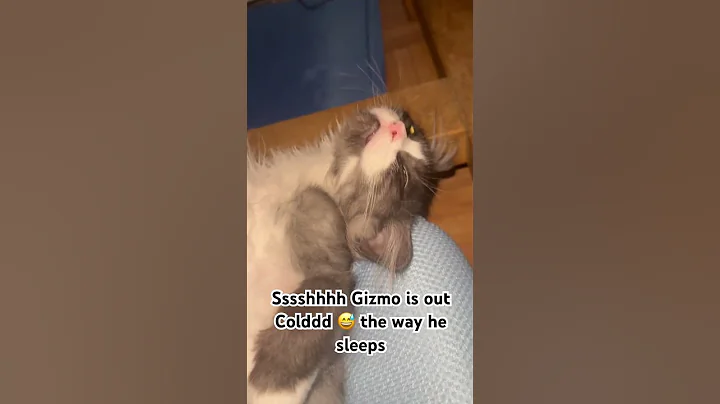 Sleeping out cold #cats #kitten #shortvideo #funny #viral #shortsviral #video #mainecoon