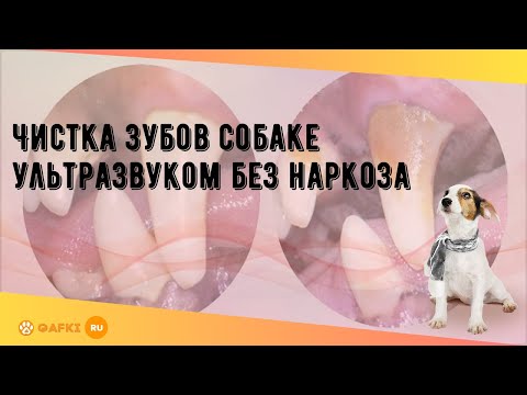 Чистка зубов собаке ультразвуком без наркоза