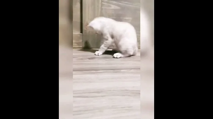 Video 651031: bengalcat bengals cat kitten, highland lynx bengal kitten