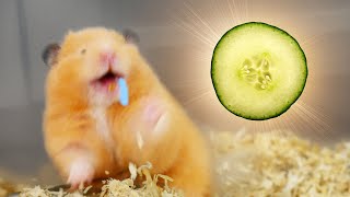 HAmSTer DOesn't liKE CUCumBER