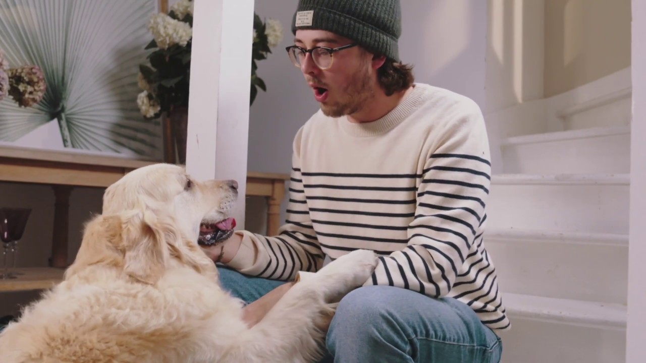 Golden retriver using Pet Teezer De-Shedding brush
