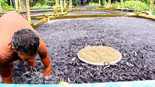 Catfish Fish Farming Business In India | Hybrid Magur Catfish Farming Business