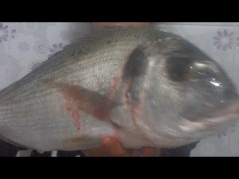 عبده عبداللاه صيدالاسماك الدنيس الملكات والقاروص الكبير من الضبعه الحضراوى مع سمسم