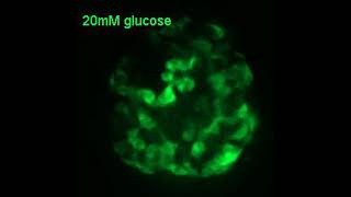 beta cell synchrony