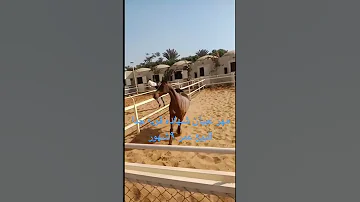 مهر عبيان شهاده قويه جدا عمر ٩شهور البيع 