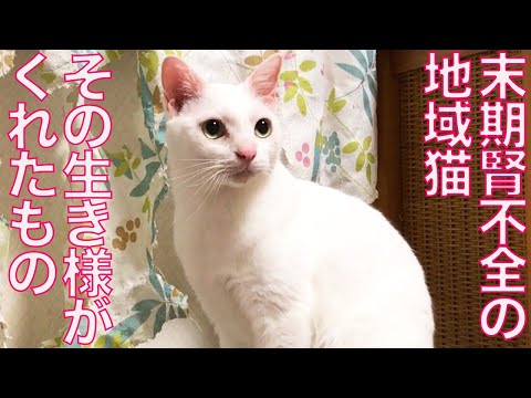 -愛と幸福を置く猫- 猫と幸せに暮らすための教科書 家族が知っておきたい猫の
