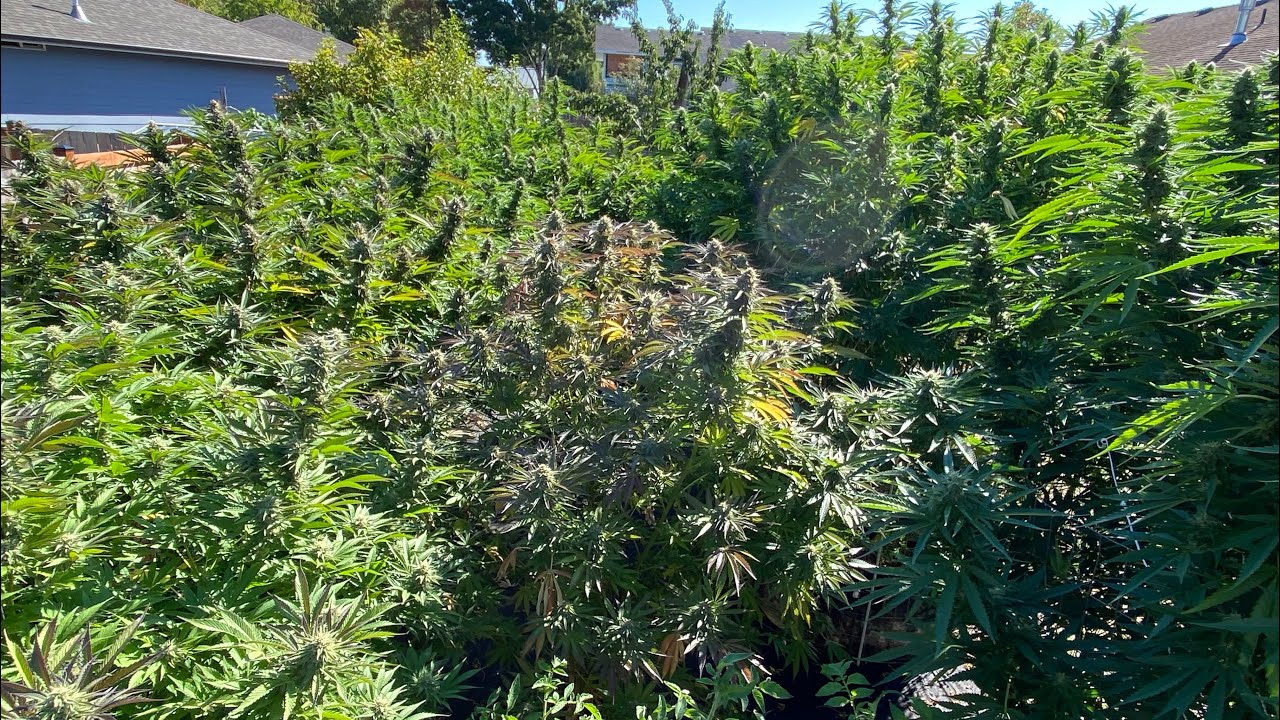 S:6 Ep:12 Organic Outdoor Cannabis Grow 2021