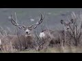 Giant Mule Deer Bucks on Antelope Island Utah