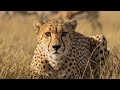 Most Brutal Survival Battles in Africa (FULL EPISODE) | Nature Animal Documentary