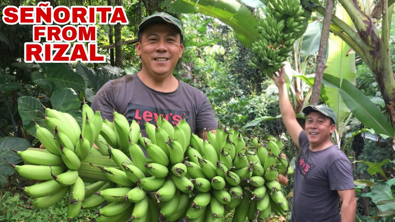 se-orita-banana-from-rizal-harvesting-biyaherong-batangueno-youtube