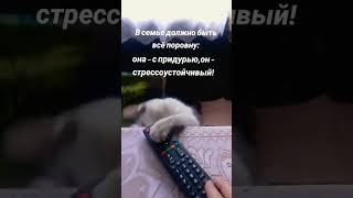 #смех #cat #memes #funny #смех