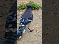 Beautiful blue jays behaving for once. #short #bluejay #birdwatching