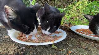 【BGM付き】野良猫達の小競り合いでびっくりしてしまった　I was startled by a skirmish between a group of stray cats