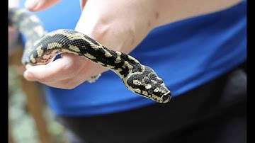 Creature Feature: Cleo the Jungle Carpet Python