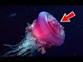 This jellyfish never dies turritopsis dohrnii