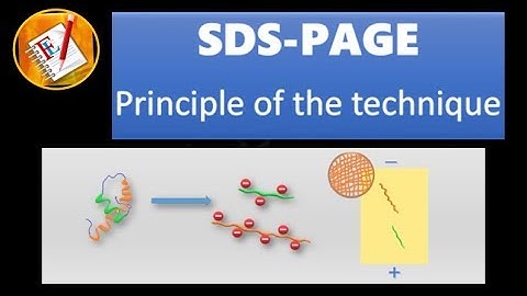 SDS - PAGE