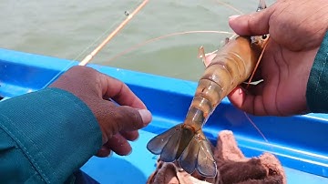 bữa nay đi câu tôm dính được con cá ngác bự bằng lưỡi câu tôm kéo hồi hợp quá#fishing#chê miền tây
