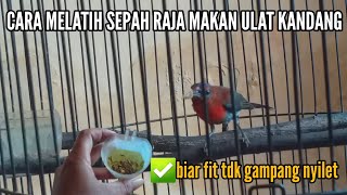 Cara melatih KOLIBRI SEPAH RAJA makan ulat kandang